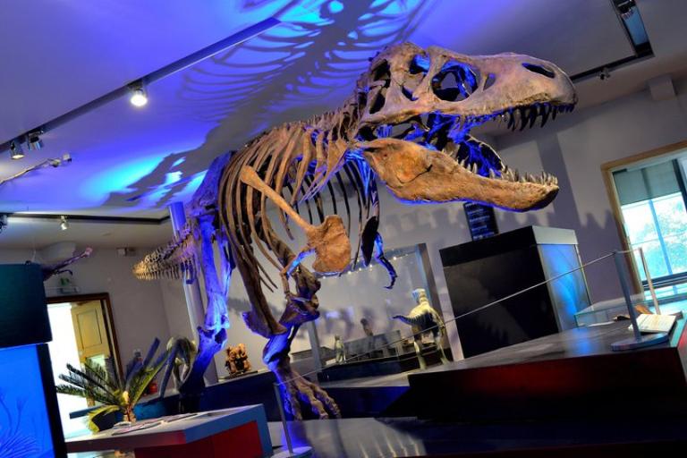 Large skeleton of a T rex with purple lights beneath it.