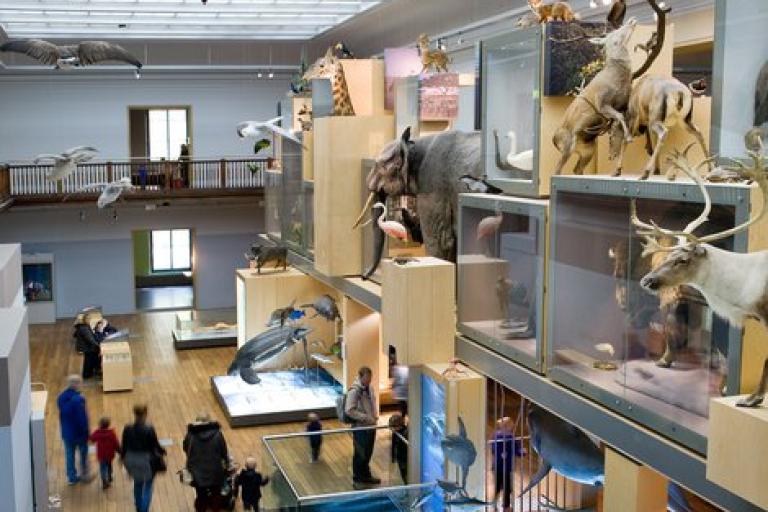 A room at the Great North Museum Hancock filled with many realistic looking models of animals from all across the world.
